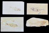 Lot: Cheap, to Green River Fossil Fish - Pieces #81410-2